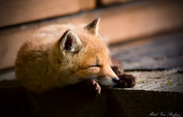 Picture Fox, sleeping, Fox, Fox