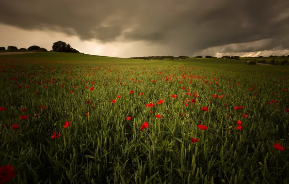 Field, the sky, clouds, trees, flowers, clouds, hills, Maki