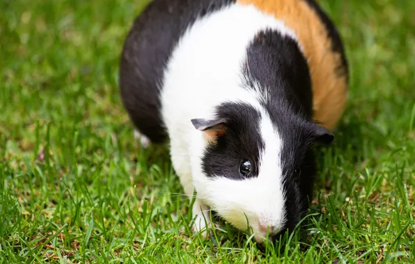 Picture grass, glade, muzzle, Guinea pig, spotted
