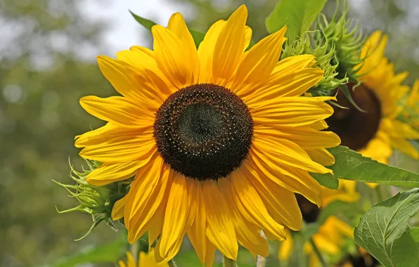 Sunflower, petals, the sun