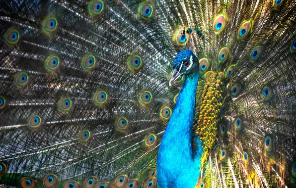 Picture bird, portrait, tail, peacock