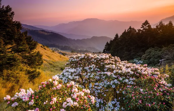 Forest, flowers, mountains, nature, fog, dawn, hills, beauty