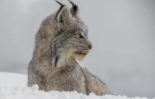 Picture face, snow, background, portrait, profile, lynx, wild cat