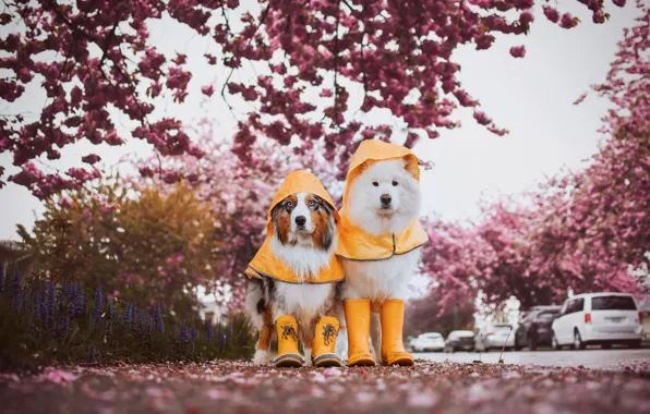 Look, pose, dog, white, face, Samoyed
