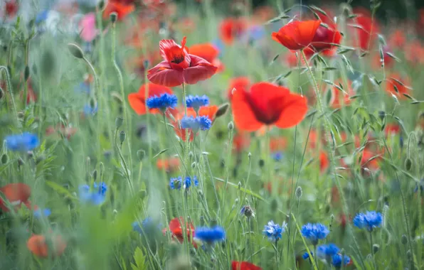 Field, flowers, Maki, spikelets, meadow, red, blue, bokeh