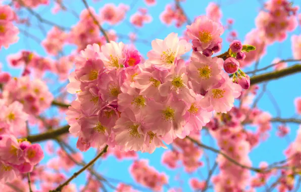 The sky, leaves, flowers, branches, cherry, spring, Sakura, gentle