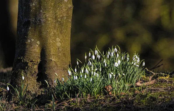 Forest, light, flowers, nature, Park, tree, spring, snowdrops