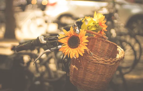 Picture machine, bike, the city, basket, sunflower, bikes, horn