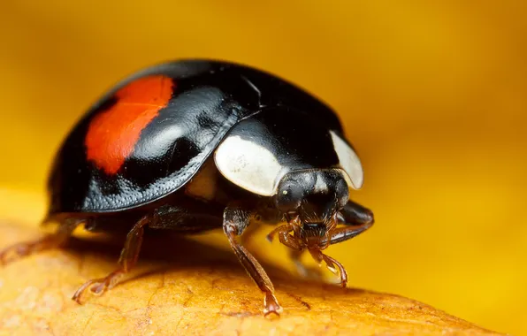 Picture leaves, ladybug, veins