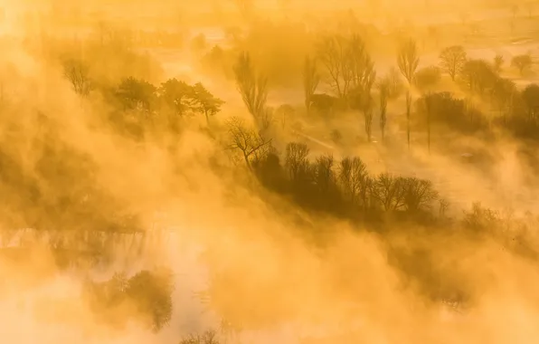 Picture trees, landscape, fog, river