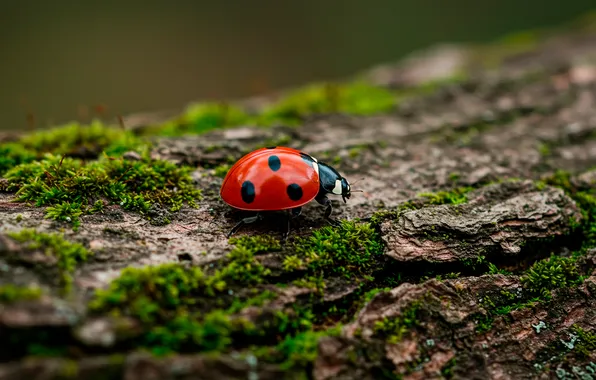 Macro, tree, Wallpaper, ladybug, moss, wallpaper, bark, macro