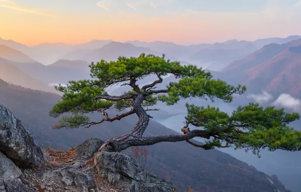 TREE, MOUNTAINS, TOPS, DAL, ROCKS, CROWN, photographer Jaeyoun Ryu