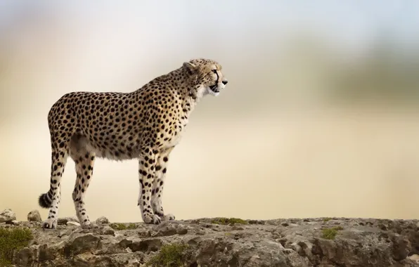 Picture rock, stones, background, predator, blur, Cheetah, grace