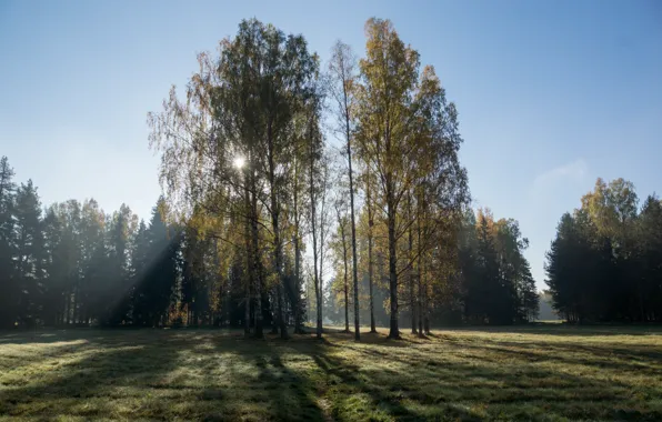 Picture autumn, morning, dance, Pavlovsk, birches