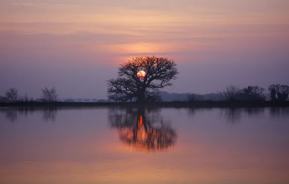 Twilight, sunset, lake, tree, dusk, reflection, branches