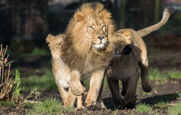 Picture predators, Leo, running, lioness