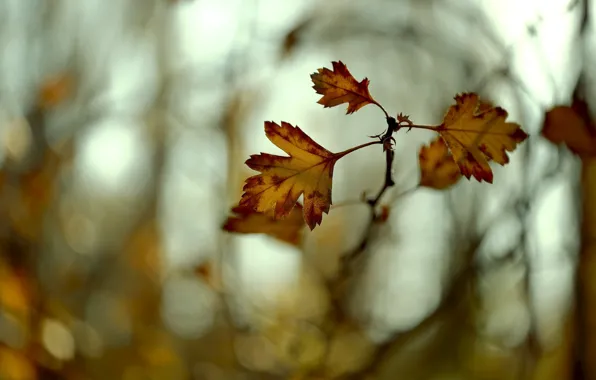 Autumn, leaves, color, macro, branch