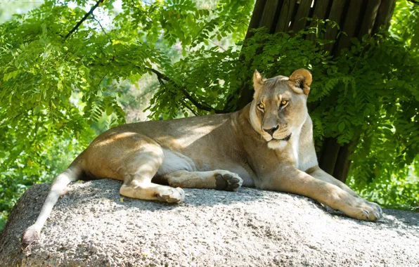 Picture cat, the sun, stay, stone, lioness