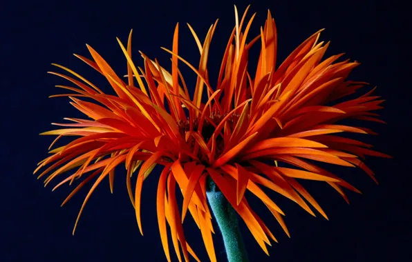 Picture macro, gerbera, hollyleaf