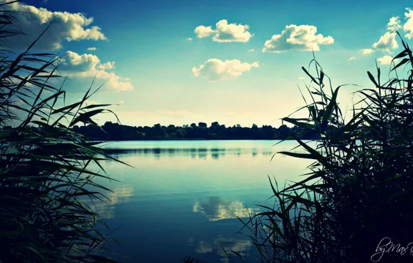 Picture landscape, nature, reed, river