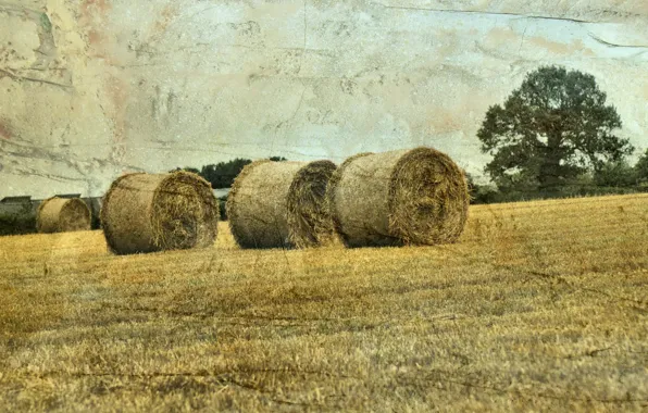 Field, landscape, style, hay