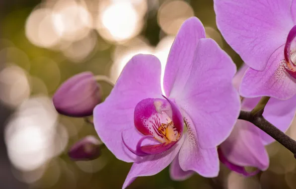Flowers, background, beauty, pink, Orchid, bokeh