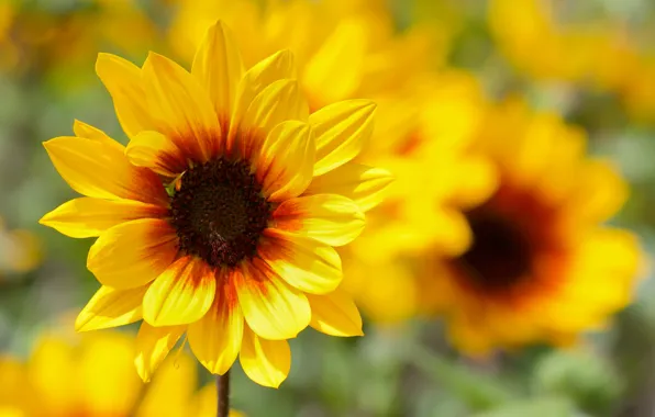 Macro, sunflowers, flowers, sunflower, yellow, bokeh