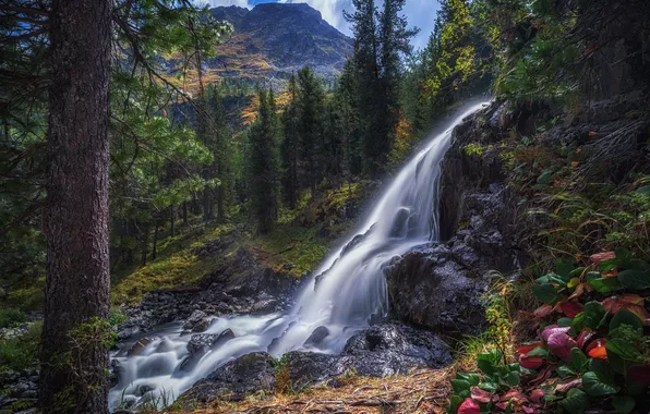Forest, mountains, stones, shore, waterfall, stream