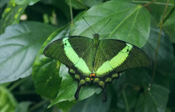 Leaves, microsemi, wings, Butterfly, insect, beautiful, closeup