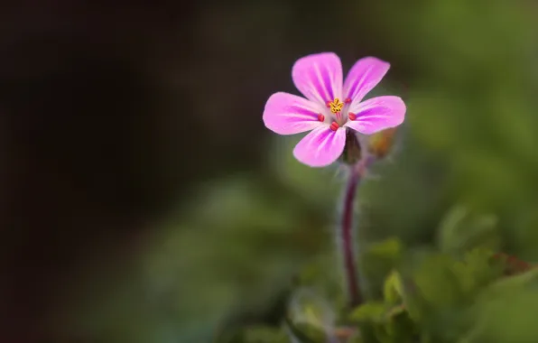 Macro, flowers, lilac