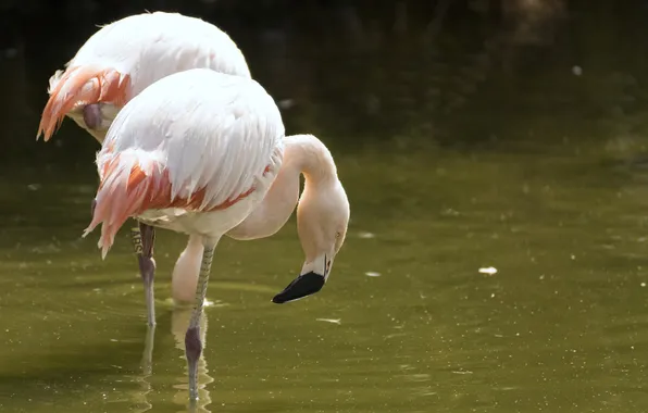 Picture birds, beak, pink, Flamingo