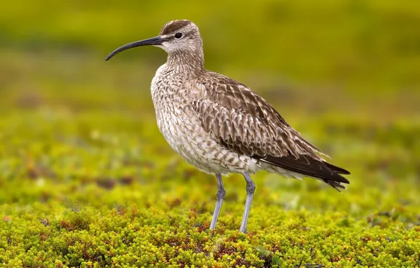 Greens, bird, beak, blur, tail