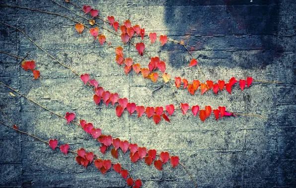 Picture leaves, red, wall, color