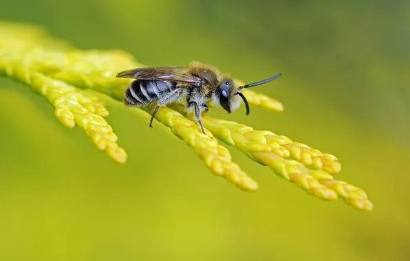 Bee, background, branch, insect