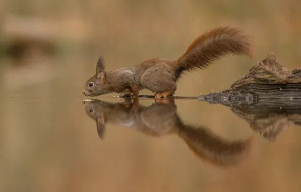 Water, reflection, protein, tail