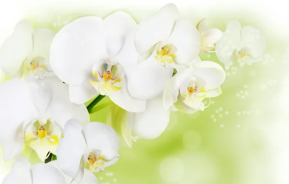 Flowers, background, white Orchid