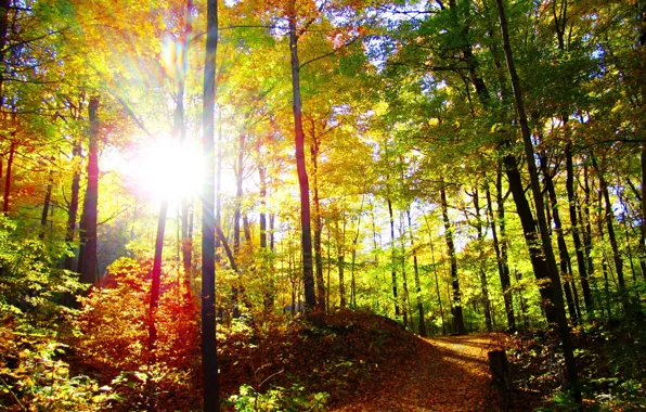 Picture autumn, forest, the sun, trees, nature, photo, trail, rays of light