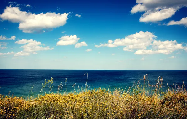 Picture sea, grass, clouds, flowers, shore, view