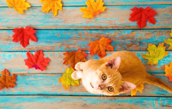 Picture autumn, cat, leaves, background, tree, colorful, vintage, wood