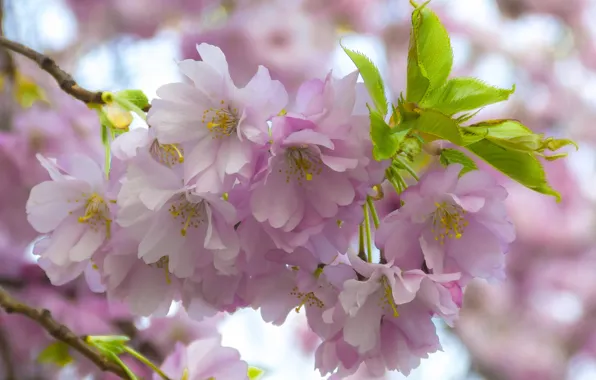 Macro, cherry, branch, Sakura, flowering, flowers