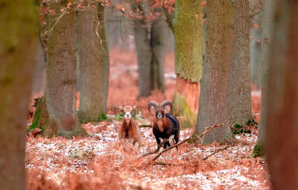 Winter, forest, France, bighorn sheep