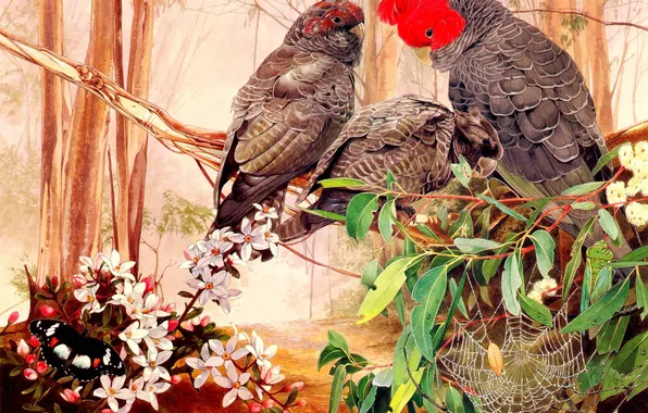 Birds, tropics, parrots, Tony Oliver