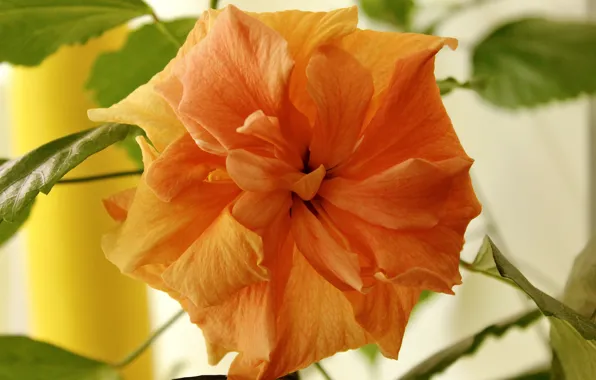 Flower, leaves, macro, orange, hibiscus