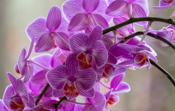 Flowers, pink, orchids, Orchid, lilac