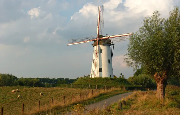 Sunset, Belgium, Bruges, White Mill, Sheeps