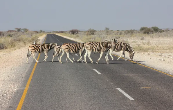 Road, landscape, Zebra, Africa