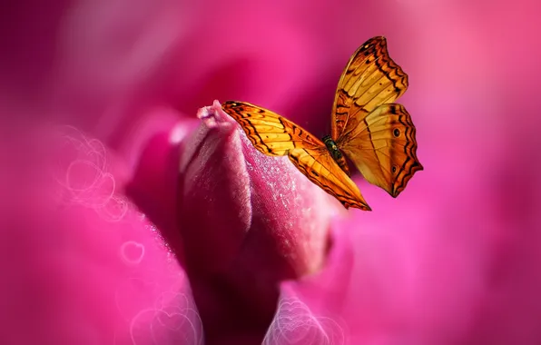 Picture flowers, butterfly, paint, heart, styling, Josep Sumalla