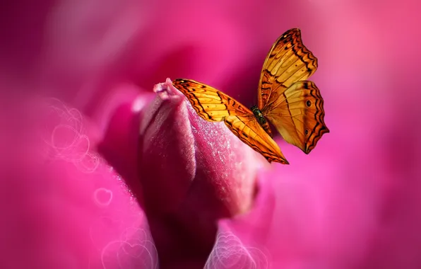 Picture flower, butterfly, paint, heart, styling, Josep Sumalla