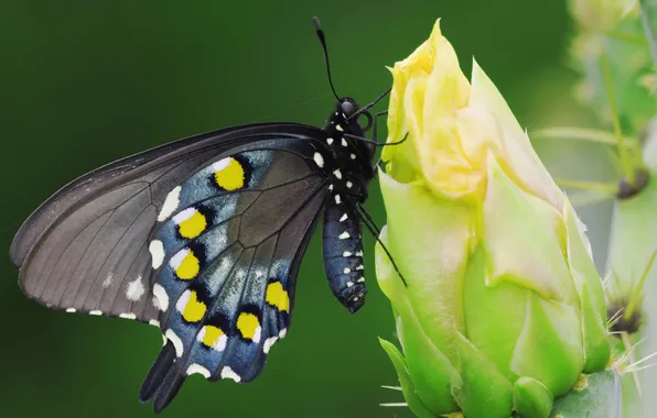 Picture flower, macro, butterfly, cactus, Bud, barb, green background