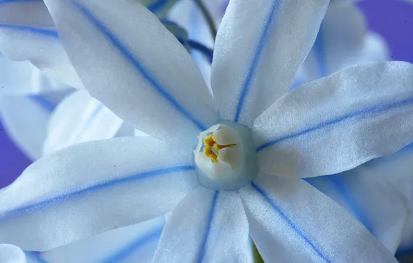 Flowers, nature, plant, petals